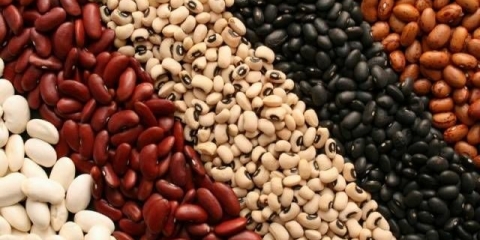 Pasulj: sorte i vrste + fotografija sa opisom